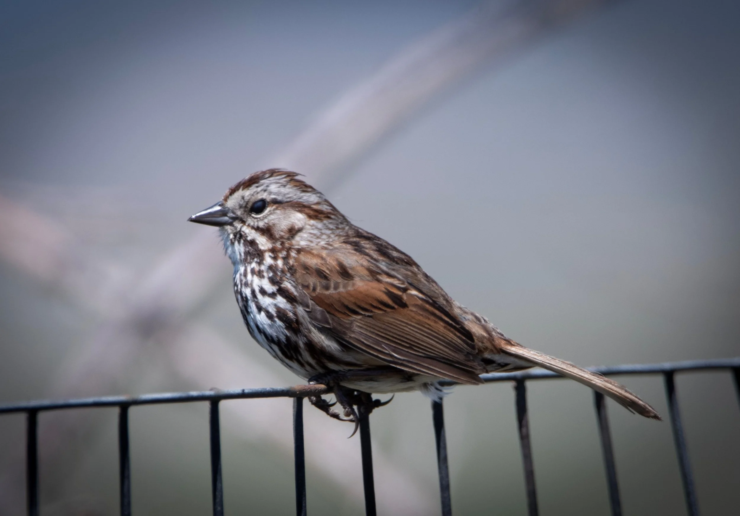 Roomy/song sparrow：美品CD Song Sparrow — Sacramento Audubon Society